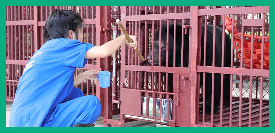 A New Frontier - moon bear Apollo lands at our new sanctuary