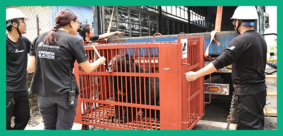 Three moon bears rescued from notorious bear bile farming hotspots in Vietnam