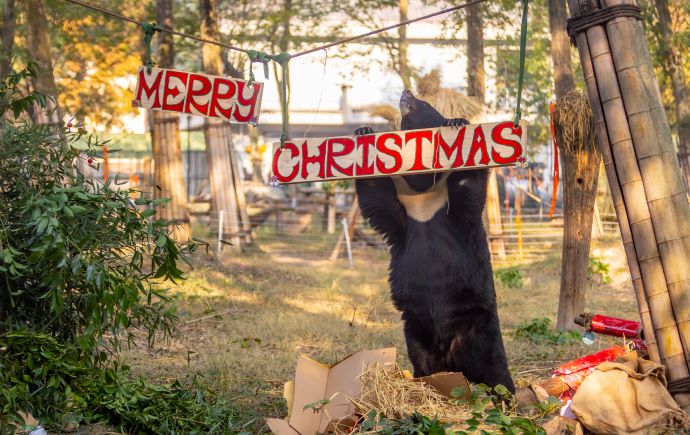 christmas sign and bear