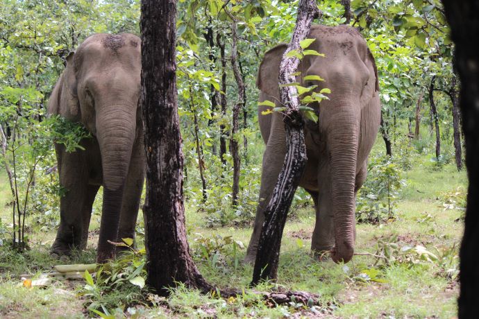 two elephants in trees