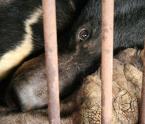 Duplicate of Five things you need to know about bear bile farming