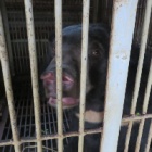 HAPPENING NOW: Animals Asia is rescuing nine bears from a bile farm in Vietnam