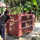 Safe at last: bears rescued from Vietnamese bile farm complete epic journey to sanctuary