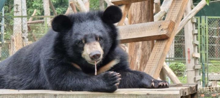 Bear Sanctuaries