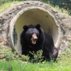 Rescued bear swaps a bed of broken metal for soft grass in spring