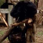 This moon bear couple will remind you what love is all about