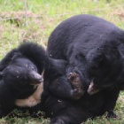 This moon bear has such a magnetic personality he’s making his own gang!