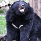 How ice melting in Canada helped a rescued moon bear in China called Dick