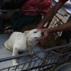 China’s dog meat restaurants on the back foot as public clamour to report illegality