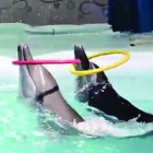More sad footage shames Indonesia’s infamous travelling dolphin circuses