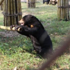 SEND HELP! – this blind sun bear is smashing up her home!
