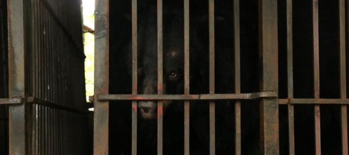 Bear Bile Farming