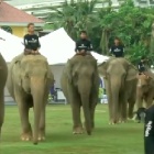 Elephants playing polo at “conservation” event sends all the wrong messages