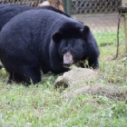 Rescued as crying orphans – now these happy bears are growing up fast