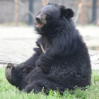 How a brave disabled bear called Freedom overcame the horror of a poacher’s snare