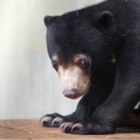 Sun bear cub “Goldie” arrives home after rescue