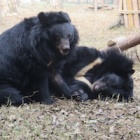 The way these rescued bears gently wrestle is just the sweetest