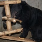 Six incredible rescued bears are starting to believe in love again
