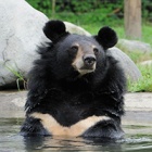 Legendary “peacemaker” moon bear Jasper dies at Animals Asia’s sanctuary