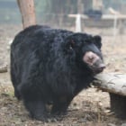 Blind bile farm bear free from pain after eye surgery