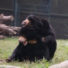 Cuddles in the sun show rescued bear finally has the family he’s always wanted