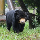 Rescued after years alone – sun bear is learning how to make friends