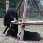 VIDEO: Three disabled bears are working overtime to figure out their new toy