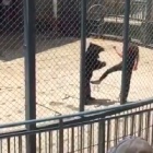 Animal performance suspended at zoo as Chinese demand change