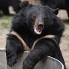 Hero vets save rescued bear suffering from life-threatening spinal injury