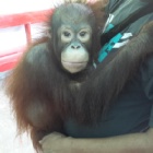 Michael the orangutan escapes cruel selfie duty