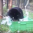 See what happens when sun bear cub Murphy has a bubble bath