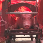 Revellers turn their backs on cruelty of Vietnam pig festival