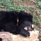 PICS: From bile farm cruelty to sweet dreams for amazing nest building bears