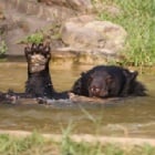 VIDEO: He was obese, caged and lonely, now swimming makes rescued bear happy