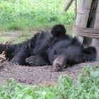 These sleepy bears have just woken up in the year of the rooster – four months late