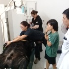 Limping rescued bear prompts trip to “human hospital”