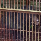 BREAKING NEWS: Captive moon bear being rescued right now in Vietnam
