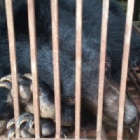 Sick rescued moon bear Rocky arrives home to sanctuary