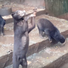 REPORT: Indonesia’s Bandung Zoo bears need more than food