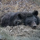 These sleepy bears are the cutest thing you’ll see today