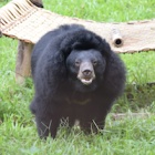 Rescued moon bears find solace in each other after years of neglect and pain on a bile farm