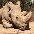 The last male northern white rhino has died – here’s why it matters to you