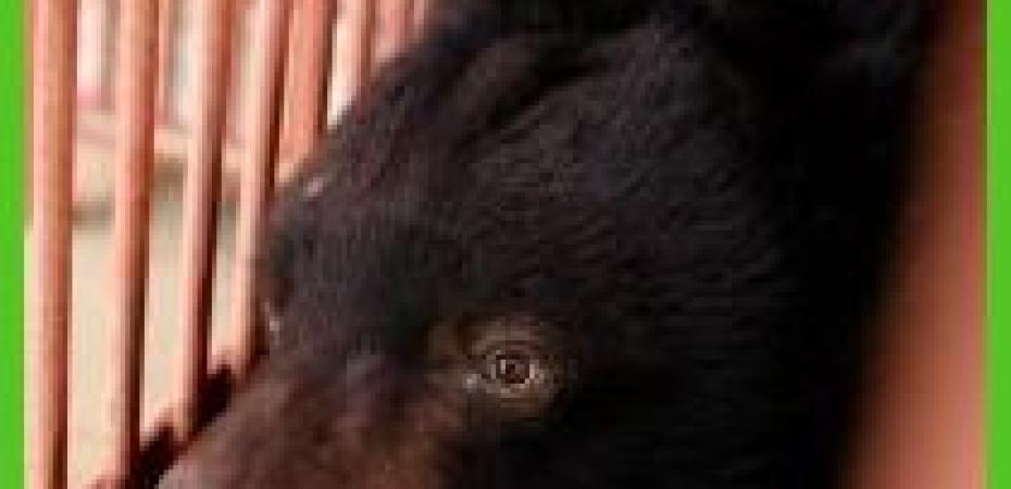 Animals Asia celebrates 26 years with rescue of moon bear, Crescent