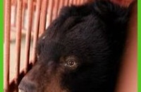 Animals Asia celebrates 26 years with rescue of moon bear, Crescent