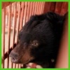 Animals Asia celebrates 26 years with rescue of moon bear, Crescent