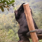 Rescued moon bears reveal their favourite sanctuary hideaways