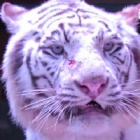 VIDEO: Tigers defy circus cruelty to show empathy for suffering friend
