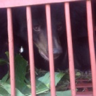 Six bears rescued from a bile farm in Vietnam