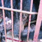 BREAKING NEWS: Mission begins to rescue six bears from bile farm in Vietnam