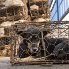 Five ways the Yulin dog meat festival could end with your help